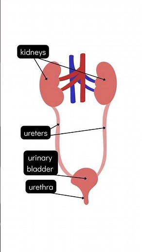 Excretion and parts of the excretory system #education #science #study #students #biology #excretion