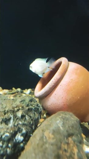 Polar Blue Parrot Fish Care & Breeding 🐠 | Short Guide | Ideal Tank Setup | #breedingpair