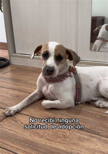 ❤️‍🩹 PEQUEÑA SOBREVIVIENTE BUSCA UN HOGAR ¿Te interesa adoptarla? Escríbeme al interno (para poder enviarte su formulario de adopción 🙏) Melody fue utilizada para “cuidar” un terreno invadido, pasó meses encerrada, sin alimento ni agua a su alcance. Personas de alrededor le arrojaban comida cuando podían… hasta que un día dejó de dar señales de vida. Con miedo, lograron entrar y la encontraron postrada, sin fuerzas siquiera para mantenerse de pie. Cuando llegó al refugio, Melody estaba aterrad