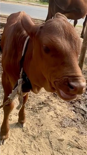 Cow funny baby cow #cow #funny #viral #popular
