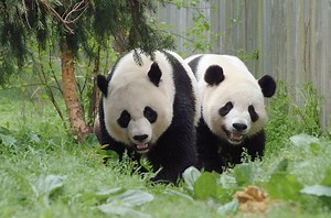 About the Giant Panda Conservation Program