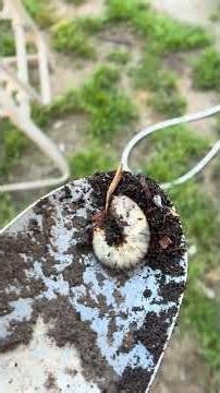 Natural Pest Control: Planting Onions as a Garden Barrier