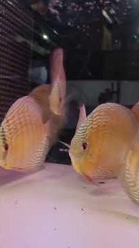 ワイルドディスカス ラーゴサポ パールロイヤルおすすめ個体紹介！！ペットバルーン (Pet Balloon) | アクアリウム 熱帯魚