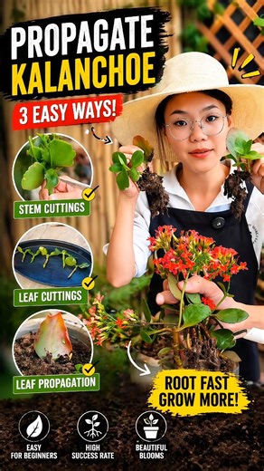 Grow Kalanchoe from Cuttings & Leaves – Super Easy Rooting Method! 🌱✨ #shorts