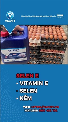 Gà Ăn Tốt Nhưng Đẻ Ít Trứng? Coi Chừng Thiếu Vitamin E, Selen, Kẽm! | SELEN E VIAVET