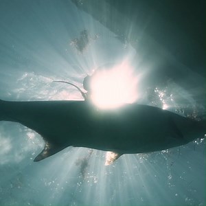 5.5K views · 19 reactions | We build tools for the adventurous—those who stop at nothing to land that trophy catch. With marine electronics engineered for extremes, we are by your side to navigate wherever your adventure takes you. #FindYourSea https://bit.ly/3KaEeEB | Raymarine | Facebook