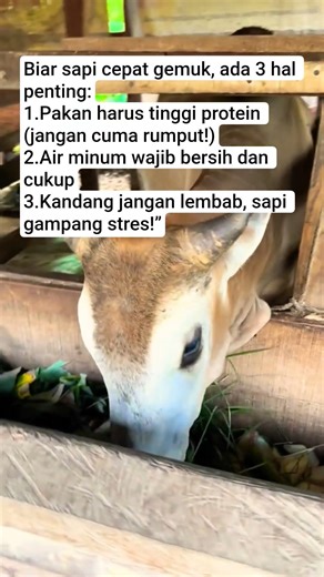 coba terapkan 🫡,#sapi #sobatngarit #tutorial #reels #shorts #fyp #suksesternaksapi