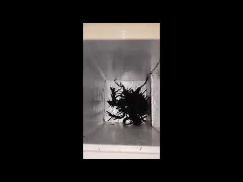 New Video Of The Guy With The Alien In Panama