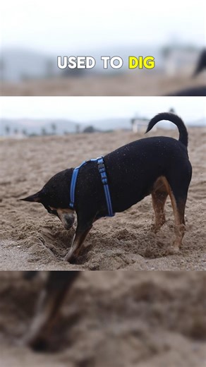 Why Do Dogs Dig Holes 🐶 The Real Reason #dogfacts#dogbehavior#animalfacts#doglovers#petfacts