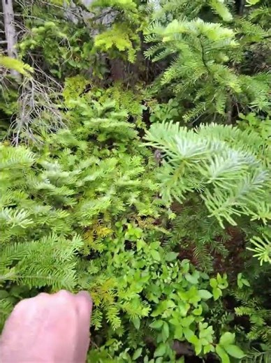 Huckleberries only grow in the wild!! ‪@OneMooreTrail‬