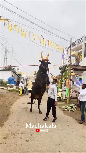 Karthi Keyan on Instagram: "It's Me “ Machakala ” 😇 Like and Follow my Page 🙏💥 DM Photoshoot 📸 @machakala_youtube_ #salem #salem #jallikattu_kaalai #jallikattuvideos #manjuvirattuvideos #photoshoot #jallikatuphotography #yeruthattam #jallikattu_kaalai"