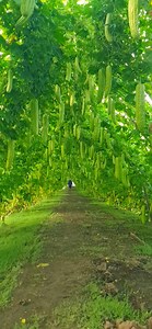 2.6K views · 20 reactions | ចំការម្រះផ្លែល្អម្លេះលោកអើយ | Sarak Eating TV | Facebook