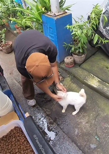 I just found out today that this cat’s name is Bogart, and one of the guys in the background told me he became a stray after his owner passed away. They’ve been looking after him ever since. The other guy told me it was his dream to feed strays too, so I handed him some food and let him feed another cat. It was a really nice moment. #straycats #cat #adoptdontshop #catsoftiktok #PawsByGerald