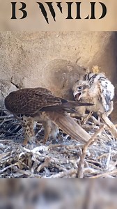 #halcondelaspraderas #prairiefalcon #sanluispotosi #mexico #bwild | BWILD