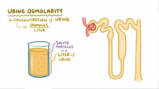 Video: Urea recycling - Video Explanation! | Osmosis | Osmosis