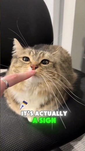 Why Do Cats Turn Into Bread? 🍞🐱