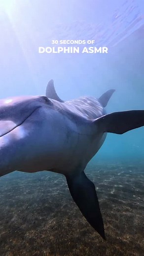2.2K views · 2.4K reactions | Brain tingling Dolphin ASMR We were so...
