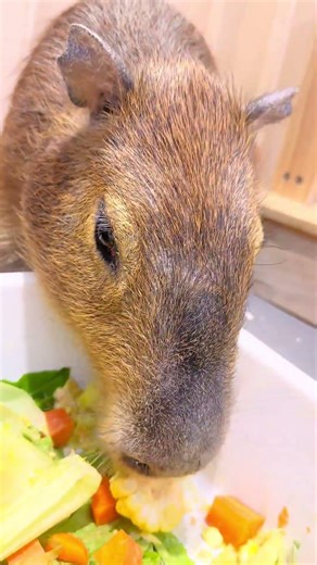 Kapi's pawing is so cute it's explosive! #AnimalBehavior #SoCute💥#shorts