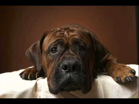 DOG CRYING / WHINE SOUND EFFECT IN HIGH QUALITY