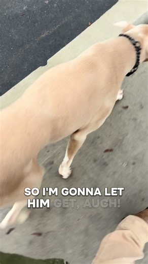 Righteous heeling of leash. #righteousk9 #dobermanpinscher #dogtraining #albinodoberman #dogtrainer