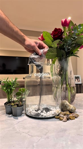 Creating a Self-Sustaining Terrarium Ecosystem