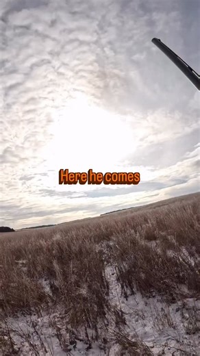 Imagine my surprise when I found out I actually had my GoPro on for this shot! Hard to beat a high flying rooster going full tilt! This bird wasn’t an easy find, and I’m proud of my young setter for being able to help put this one in the bag. #englishsetter #pheasant #birddog #southdakota #hunting | Cast Iron Kennels