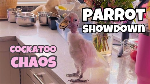 14K views · 1.4K reactions | Watch my adorable cockatoo as she plays with keys and throws them around with her parrot friends! Her playful antics and key-tossing skills are sure to bring a smile to your face. Watch out Newman!! Watch out Cookie!!! #pets #cute #animals | Lucky Lou and Coco Too | Facebook