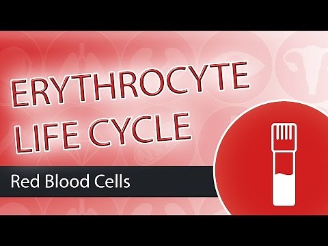 The Erythrocyte Life Cycle