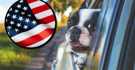 ¿Viajas con tu perrito a Estados Unidos? El trámite OBLIGATORIO que debes realizar ante los CDC antes de volar