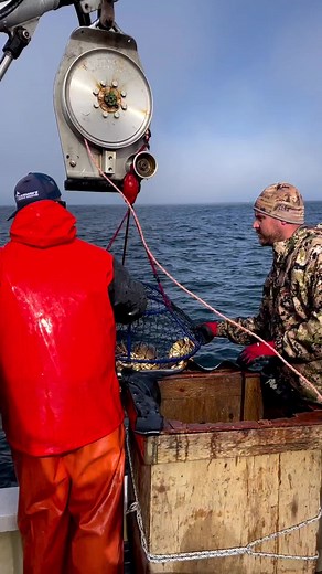 Ambush Hoop Nets bringing up the Crab! IG Repost from @happyhookersportfishing #crabbing #crab #ambushhoopnet #hoopnetting #promar #norcal #fishing