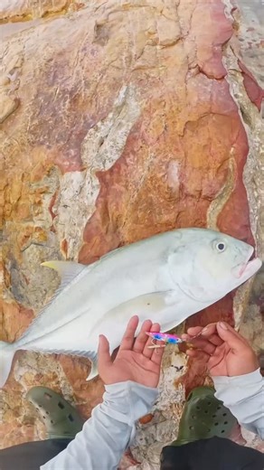 Jiwa IGusti on Instagram: "PB GT land base, fail release. Was waiting for it to swim off but mr grouper had other plans, didn’t even see him. Always big eat small 😬. #landbasefishing #release #tax #grouper #gt"