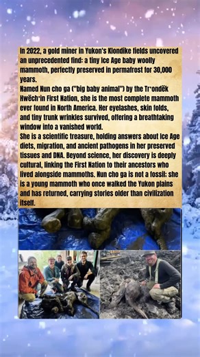 30,000 Years Old: Perfectly Preserved Baby Mammoth Found in Yukon Permafrost #wildlife #elephant
