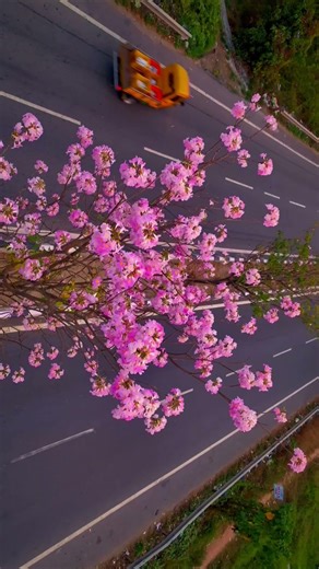 Kochi is Blooming 🌸 Cherry Blossom or Mexican Blossom | Kochi 4K Helicam | Pookal Pookum Tharunam