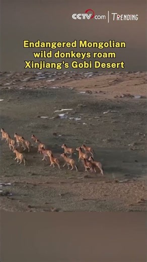 Endangered Mongolian wild donkeys roam Xinjiang's Gobi Desert