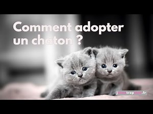 Comment Adopter un Chaton et ce qu'il Faut Préparer pour Bien l'Accueillir ?