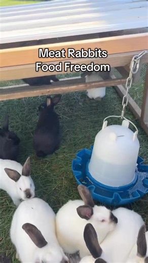 This is what real food freedom looks like 🥩🐇 Raising our own meat rabbits means knowing exactly what goes into our food — from pasture to plate. Sustainable. Clean. Homegrown. No grocery store required 🌿🏡 #FoodFreedom #MeatRabbits #HomesteadLife #SelfSufficiency #FarmToTable | Roots & Rabbits Homestead