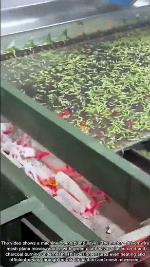 Efficient Plant Leaf Drying with Machinery
