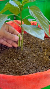 Capsicum plant care tips using new compost technique #capsicum #plants #nature #flowers #plantsofinstagram #garden #plant #plantsmakepeoplehappy #gardening #houseplants #plantlover #green #photography #naturephotography #indoorplants #flower #plantlife #love #succulents #urbanjungle #cactus #art #plantstagram #plantas #homedecor #naturelovers #plantsplantsplants #beautiful #photooftheday #flowerstagram | Rezia Gardening