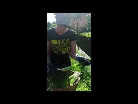 Foraging en San Antonio, Ferrol: Ortigas y Allium triquetrum