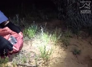 3.5K views · 246 reactions | Bilby surveys have been underway at Mallee Cliffs!  Bilbies were restored to Mallee Cliffs National Park in October 2019, following a 100-year absence, in partnership with NSW National Parks and Wildlife Service under the NSW Government's Saving our Species program. Since then, the Bilby population has more than DOUBLED.  G Hornstra / AWC | Australian Wildlife Conservancy | Facebook