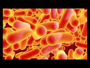 Typhoid Fever - clinical signs, pathogenesis, symptoms & treatment