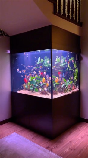 Best discus tank with a professional sump system 🔥