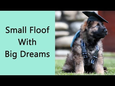 When Puppies Train To Be Police Dogs — 40 Moments Too Cute To Miss