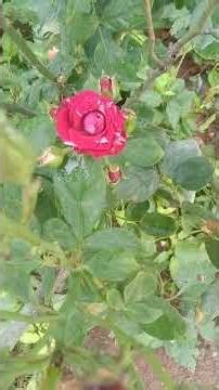 dabble color roses bunch 🌹👌#