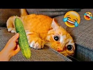 "Top Funny Dog and Cat Moments | Hilarious Pet Fails and Reactions 2025"