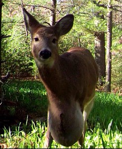 What's Wrong With This Deer?