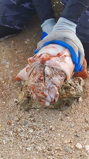 This squid discovered a strange creature 😱