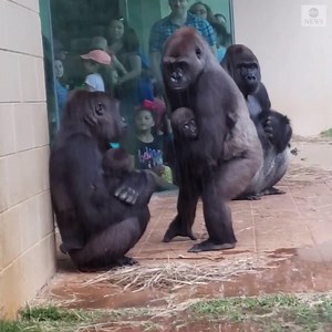 3.7M views · 93K reactions | Gorillas at a South Carolina zoo trying to avoid the rain peak out from under their enclosure before they finally making a break for it. https://abcn.ws/2Vs9cml | ABC News | Facebook
