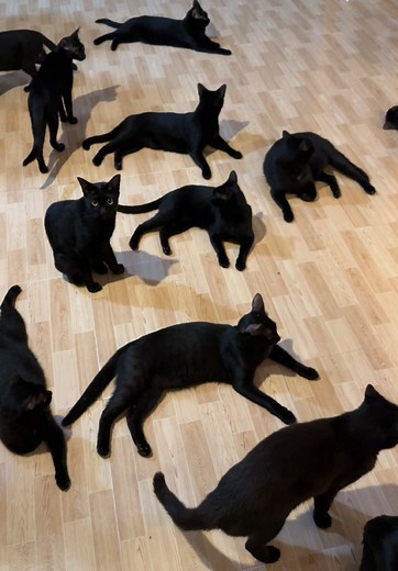 Cute Black Cat Moments Compilation