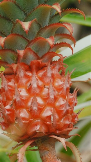 Merry Christmas Eve from Hawai‘i Tropical Botanical Garden. We’re open today and welcoming visitors, and we’ll be closed on Christmas Day so our team can enjoy the holiday. On your walk through the garden, keep an eye out for something bright and bold—our stunning red pineapple, Ananas bracteatus. Unlike the familiar yellow pineapple, this tropical beauty shows off vibrant red leaves and a playful, spiky fruit that really stands out along the trail. Fun fact: red pineapples aren’t just eye-catch